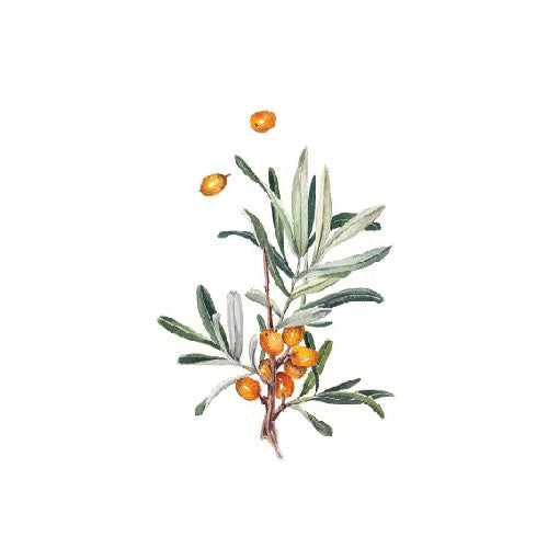 Sea Buckthorn | Freya + Bailey Skincare